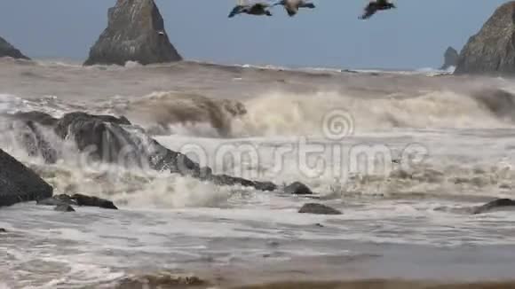 海鸥在山羊岩海滩索诺马县加利福尼亚州冬季视频的预览图