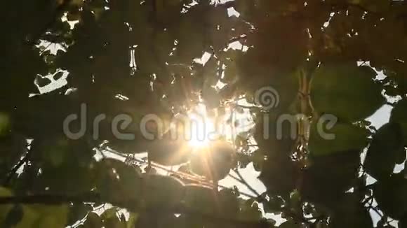 阳光穿过树叶视频的预览图