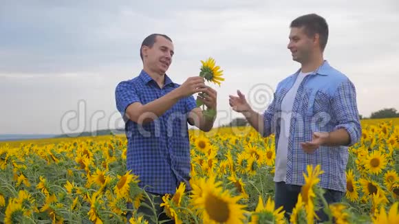 两个农民的生意探索步行检查向日葵作物在田间慢动作视频小麦田夏日视频的预览图