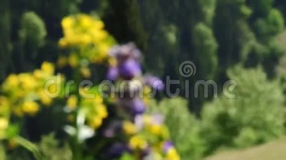 山的背景上美丽的树木和鲜花视频的预览图