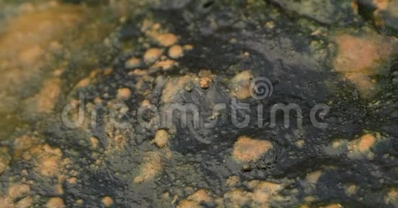 海水中的苔藓视频的预览图