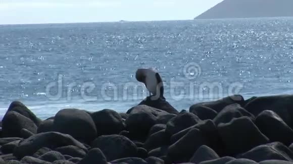 加拉帕戈斯群岛海岸的鸟视频的预览图