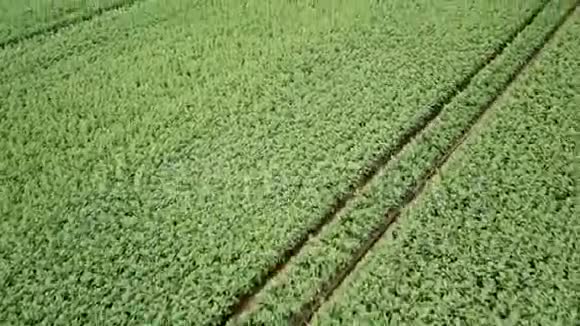 绿色油菜田农业农村景观鸟瞰绿色菜籽油田视频的预览图