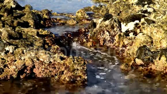 在火山海岸冲浪视频的预览图