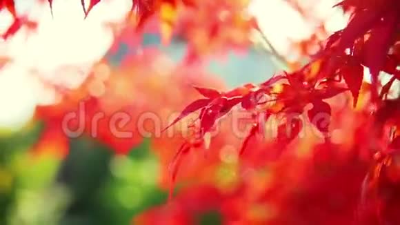 秋天的叶子视频的预览图