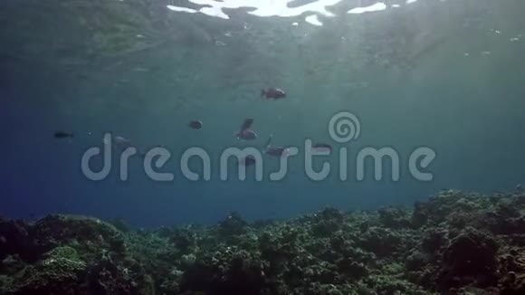 珊瑚礁浅水中的鱼群红海视频的预览图