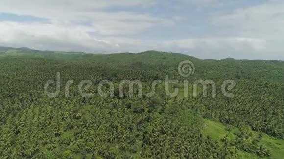 带有棕榈树的热带景观菲律宾卢松视频的预览图