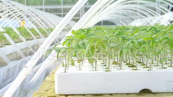 温室里的番茄植物视频的预览图