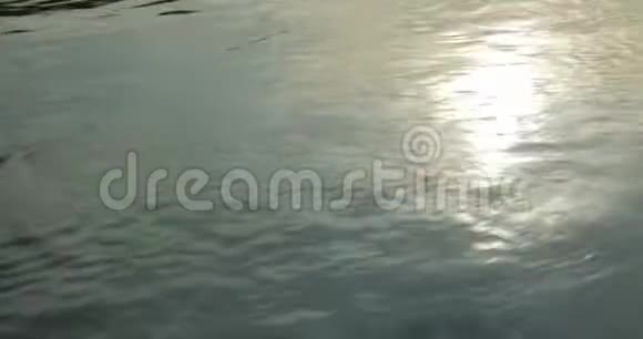河中的阳光反射视频的预览图
