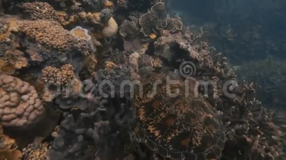 风景海龟水下射击视频的预览图