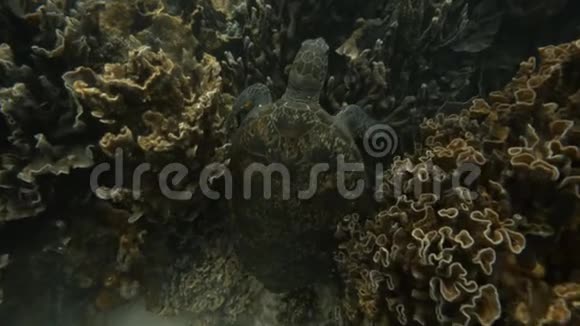 风景海龟水下射击视频的预览图