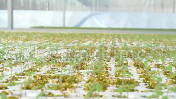 温室里的番茄植物视频的预览图