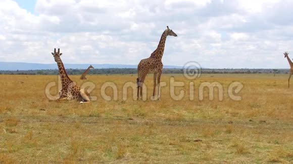 非洲热带草原长颈鹿群视频的预览图