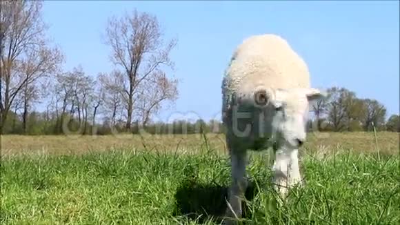 可爱的小白羊视频的预览图