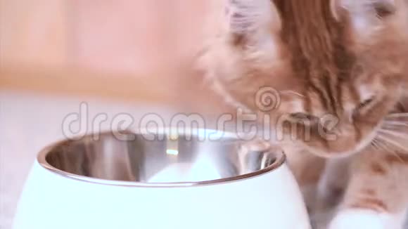 缅因州的猫吃视频的预览图