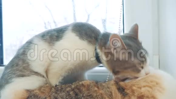 有趣的视频猫猫舔着对方的生活方式慢动作视频猫互相梳理和舔宠物视频的预览图