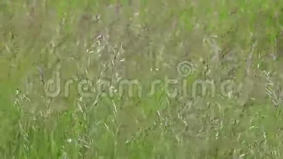 春天的草地视频的预览图