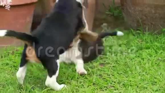小猎犬在草坪上玩耍视频的预览图