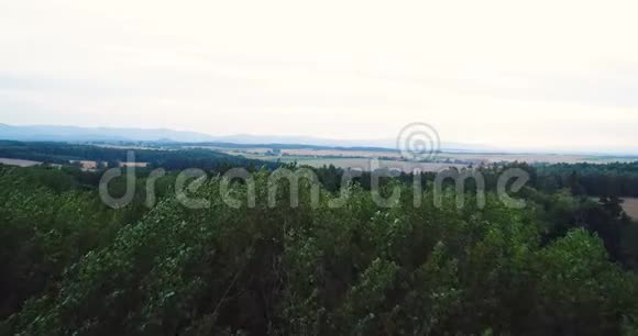 飞过美丽的森林树木景观全景视频的预览图