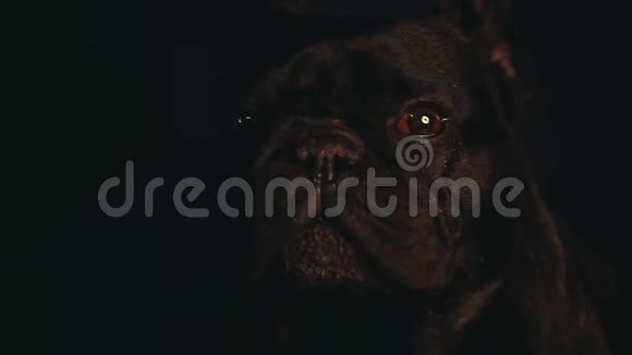 法国斗牛犬之家室内日灯视频的预览图