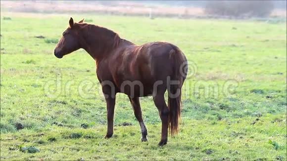 草地上的一匹棕色的马视频的预览图