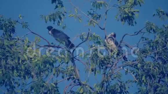夏天成群的鸟鸦栖息在一棵树上一群乌鸦一只黑鸟一棵绿树鸟儿啼叫视频的预览图