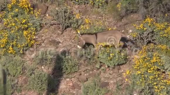 亚利桑那州春天的野生布鲁视频的预览图