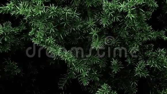 森林自然春天视频的预览图