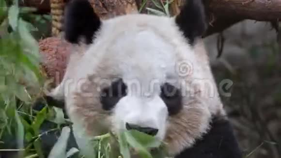 大熊猫吃竹子视频的预览图