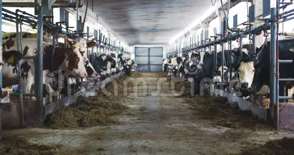 现代农场谷仓奶牛吃干草奶牛在奶牛场上觅食视频的预览图
