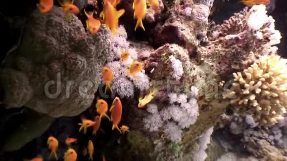 天然海洋水族馆水下海底鱼学视频的预览图