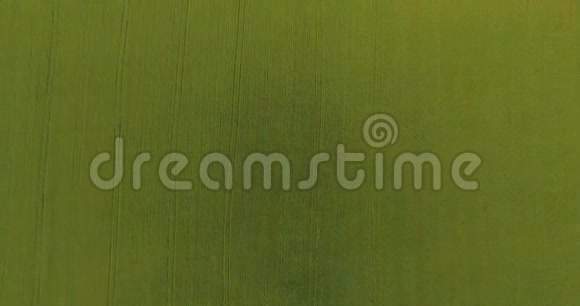 超高清4K鸟瞰图低飞过青黄麦田园垂直移动视频的预览图