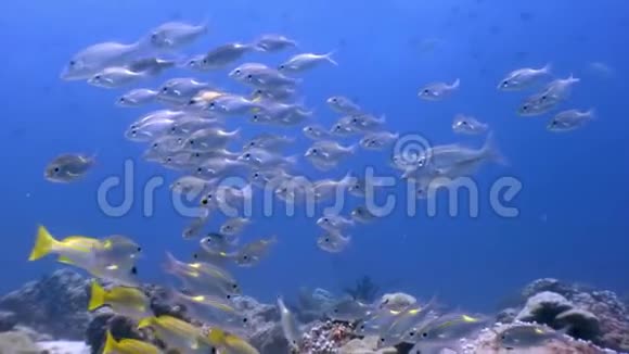 马尔代夫海底海底鱼学视频的预览图