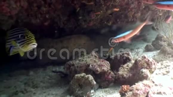 马尔代夫海底背景下条纹黄鱼视频的预览图