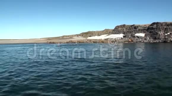 新地球维加奇岛北冰洋海岸海象饲养基地视频的预览图