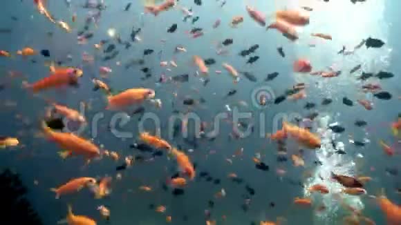 马尔代夫的海底鱼类自然海洋馆视频的预览图
