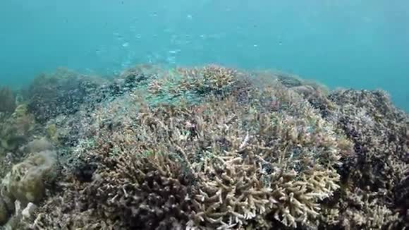 小礁鱼和珊瑚视频的预览图