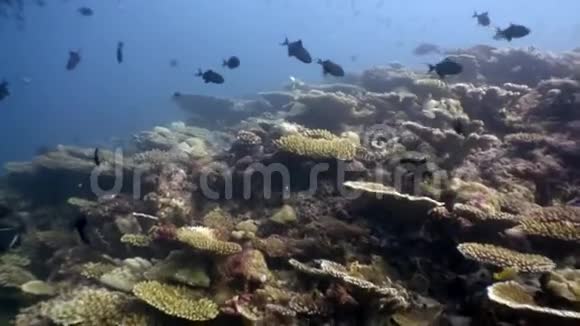马尔代夫令人惊叹的海底上的硬珊瑚尖孢子虫视频的预览图