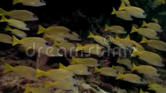 马尔代夫海底背景下的条纹黄鱼群视频的预览图