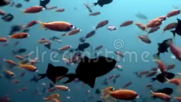 马尔代夫的海底鱼类自然海洋馆视频的预览图
