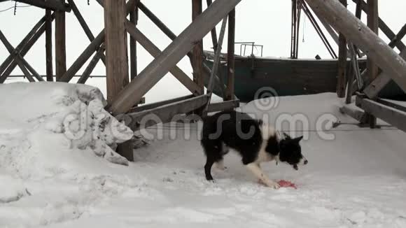 人类和狗雪橇队哈士奇爱斯基摩白雪道的北极视频的预览图