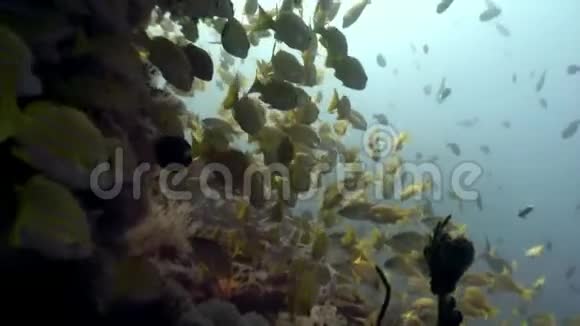 马尔代夫海底背景下的条纹黄鱼群视频的预览图