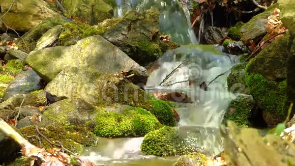 森林里的小溪视频的预览图