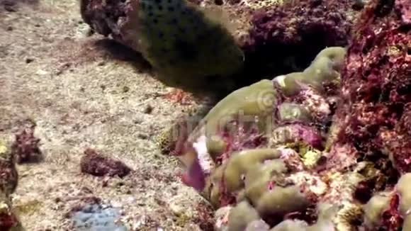 马尔代夫海底惊人海底的水下居民视频的预览图