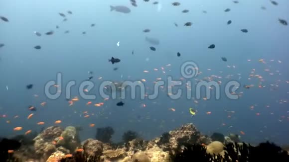 海洋和海洋的水下自然水族馆视频的预览图