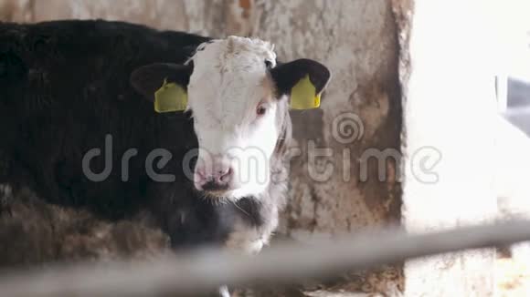 现代农场谷仓奶牛吃干草奶牛在奶牛场上觅食视频的预览图