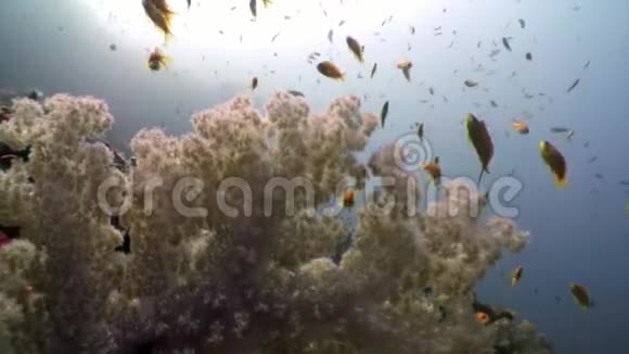马尔代夫阳光反射和珊瑚背景下的水下鱼类学校视频的预览图