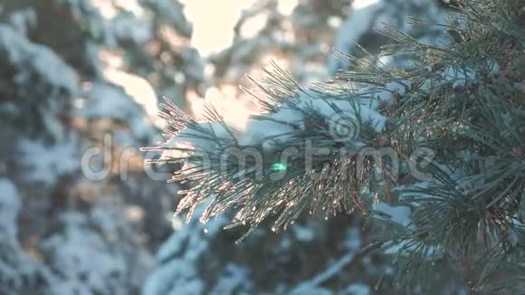 日落时松树枝阳光照射冬季景观冬天松松阳光林中的雪阳光运动视频的预览图