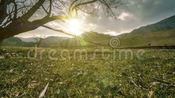 死亡树和枯黄的草在云和太阳光线的蒙天景观的时间流逝水平滑块运动视频的预览图