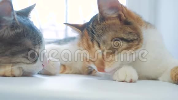 有趣的视频猫生活方式猫互相舔猫慢动作视频猫互相梳理和舔宠物视频的预览图